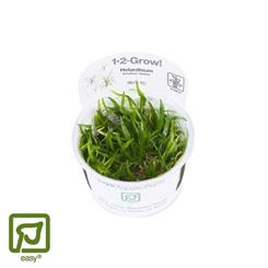 Helanthium tenellum Green 1-2-grow